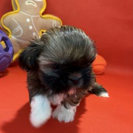 Mozart - Black gold and white male Shih Tzu puppy in Covington, Georgia from Top Hats 2  Shih Tzu’s