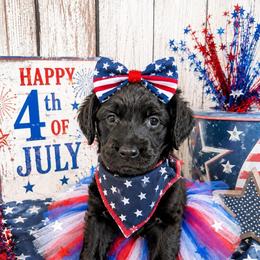 Yellow collar - Black female Goldendoodle puppy in Aurora, Illinois from Chicago Goldendoodles