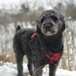 Bella - Spanish Water Dog