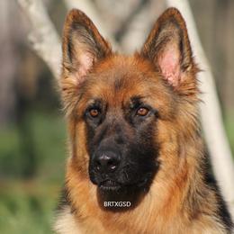 Ara - German Shepherd