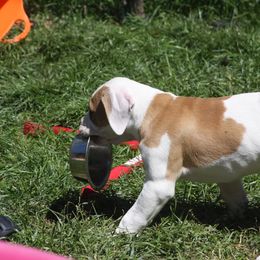 American Bulldog Puppies from Ferocia Kennels
