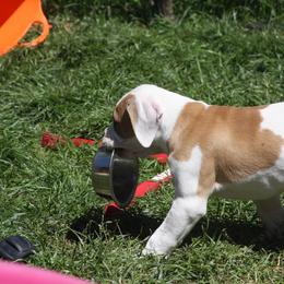 American Bulldog Puppies from Ferocia Kennels
