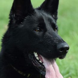 German Shepherds from Vuker Haus