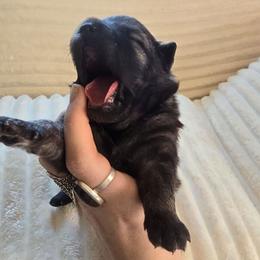 Sapphire - Gray silver and black female Keeshond puppy in Logan, Ohio from Hocking Hills Keeshonds