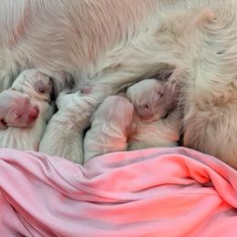 Star - Light golden female Golden Retriever puppy in Shingle Springs, California from Creamy Retrievers