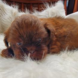 Chocolate Male Small White on Chest - Chocolate male Shih Tzu puppy in Hillsdale, Michigan from Prairie Fen Farm