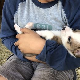 Pembroke Welsh Corgi Puppies from Naomi’s Corgis