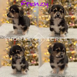 Frenzy - Black and tan female Pembroke Welsh Corgi puppy in Raymond, Illinois from Thomas Acres