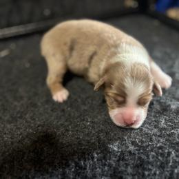 Jenny - Red merle female Toy Australian Shepherd puppy in Princeton, Louisiana from Legacy Hill Aussies