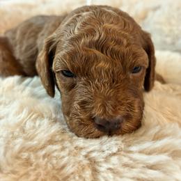 Ice - Red and white female Cockapoo puppy in Adrian, Oregon from ApplebyFarm
