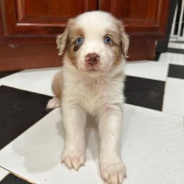 My Girl - Red merle female Australian Shepherd puppy in Tallahassee, Florida from H&H Red Gate Farm