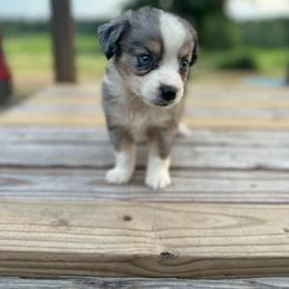 Wrangler - Blue merle male Miniature Australian Shepherd puppy in Doddridge, Arkansas from Huddleston Farm