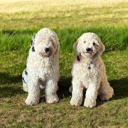 Coton de Tulear and Sheepadoodle All Grown Up from Majestic Creek Puppies