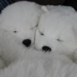 Samoyed Puppies from Sunkaska Samoyeds