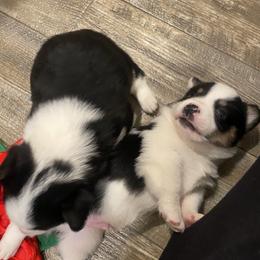 American Corgi and Pembroke Welsh Corgi Puppies from Wild West Corgis