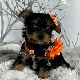 Oreo - Black and tan female Yorkshire Terrier puppy in Denver, Colorado from Melrey's paws