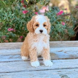Blue - Red male Australian Labradoodle puppy in Anderson, California from Shaggy Doodles