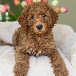 Maybach - Red  female Goldendoodle puppy in Yuciapa, California from AlltheDoodlez_