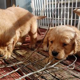 Golden Retriever Puppies from Origins Goldens