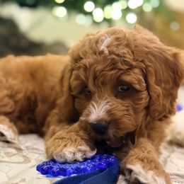 Murray - Red  male Goldendoodle puppy in Knoxville, Tennessee from Graystone Doodles