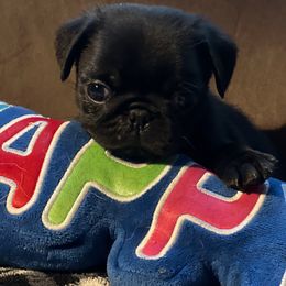 Baby Purple - Black male Pug puppy in Saint Pauls, North Carolina from Copperfield’s Goldens