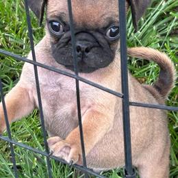 Boy 3 - Fawn male Pug puppy in Norborne, Missouri from Pug Palace