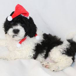 Nick (Orange collar boy) - Black and white male Cavapoo puppy in Eagle Mountain, Utah from Liberty Farms Puppies