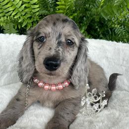 June Bug - Dapple female Dachshund puppy in Saint Peter, Illinois from Ashton’s Doxies of Southern IL