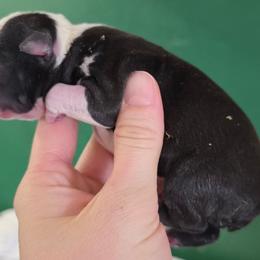 Boy 1 - Black and white male Boston Terrier puppy in Denver, Colorado from Diamonds In The Ruff Boston Terriers