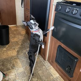 Zeba - Boston Terrier