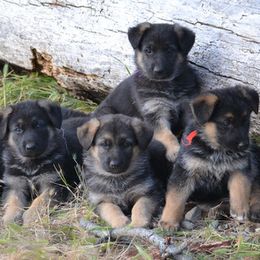 German Shepherd puppies from Varian Kennels