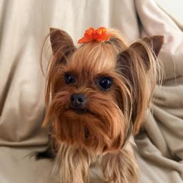 Toby - Yorkshire Terrier