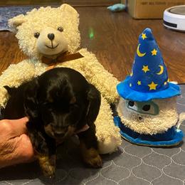 NICKI AKC REGISTERED MALE - Black and tan male Dachshund puppy in Elizabethtown, Kentucky from Teeny Tiny Puppy Tails