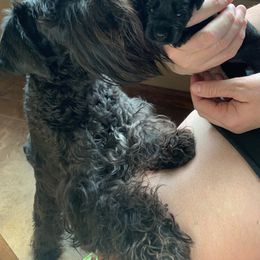 Cane Corso and Miniature Schnauzer Puppies from Brock’s Cane Corso & Miniature Schnauzers