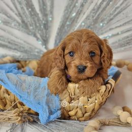 Cavapoo Puppies from Sharices Cavapoos