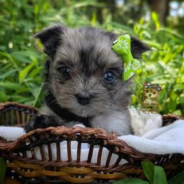 Korean Merle Yarrow - Merle male Morkie puppy in Barren Springs, Virginia from Seeking Shalom Acres Maltese, Maltipoos & Havamalts