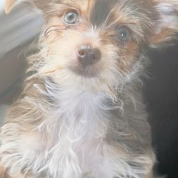 Yorkshire Terrier All Grown Up from Happy Tails