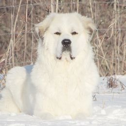 Maddie - Great Pyrenees