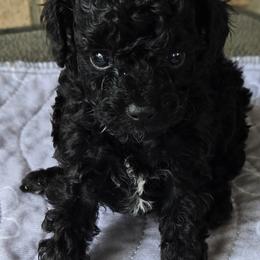 Ella - Black female Poodle puppy in Lucedale, Mississippi from Simply Poodle