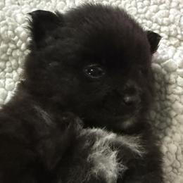 Maizey - Black female Pomeranian puppy in Jackson, New Jersey from Peapod Pomeranians