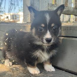Angelina - Black and tan female American Corgi puppy in East Oakdale, California from Rhettro Kennels