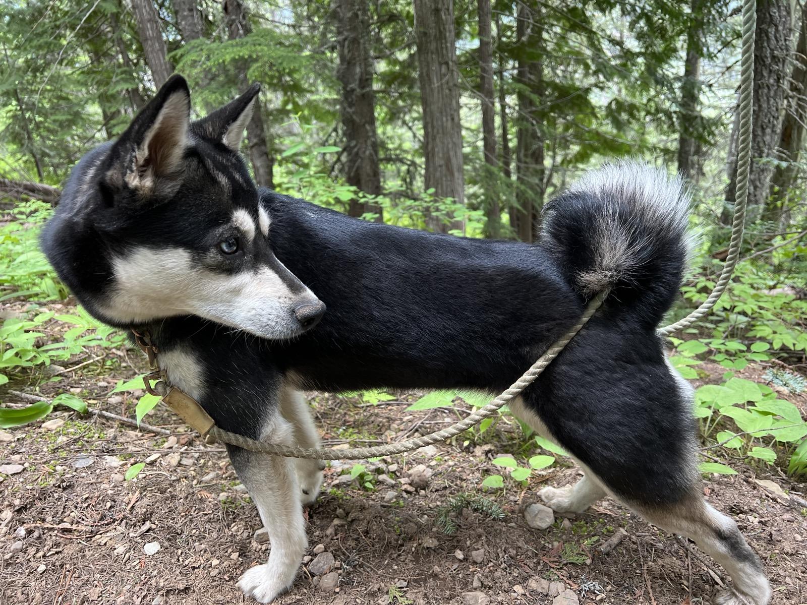 Kootenai Valley Klee Kai in Idaho | Alaskan Klee Kai puppies