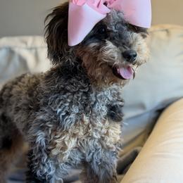 Fancy - Poodle