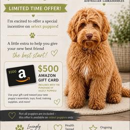 Charlie - Caramel male Australian Labradoodle puppy in Anderson, California from Shaggy Doodles