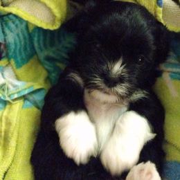Girl 2 - Black Havanese puppy in Spokane, Washington from Happy Havanese