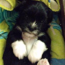 Girl 2 - Black Havanese puppy in Spokane, Washington from Happy Havanese