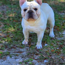 French Bulldog puppies from Infinity Frenchies