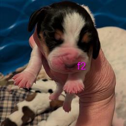 F2 - Black white and brown female Basset Hound puppy in Clio, Michigan from Nancy's Basset Hounds