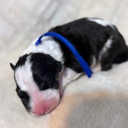 Boy 5 - White black and tan male Bull Terrier puppy in Texas from The Bull Terrier Breeder