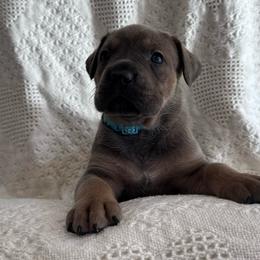 Prancer - Gray and fawn female Cane Corso puppy in Utah from 3Lake Kennelz
